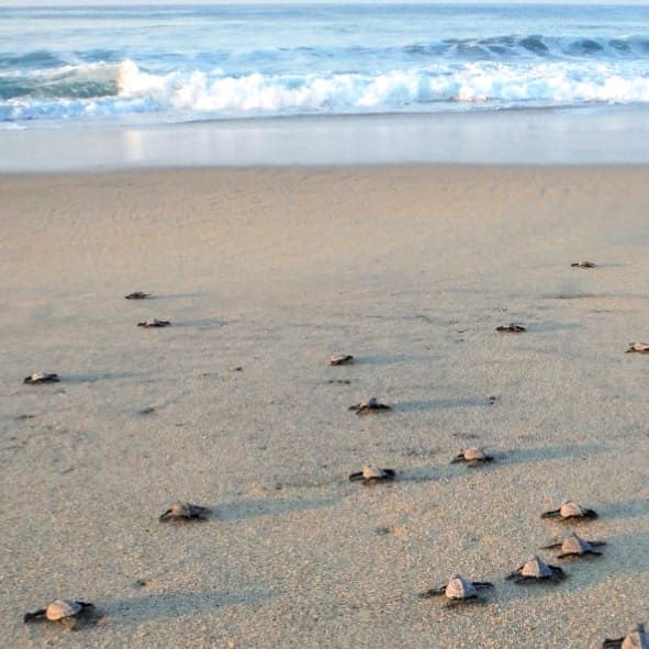 Liberación de Tortugas en Grand Costa Maya